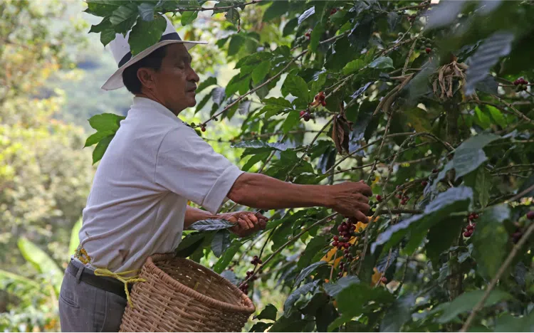 Le triangle du café chez un producteur