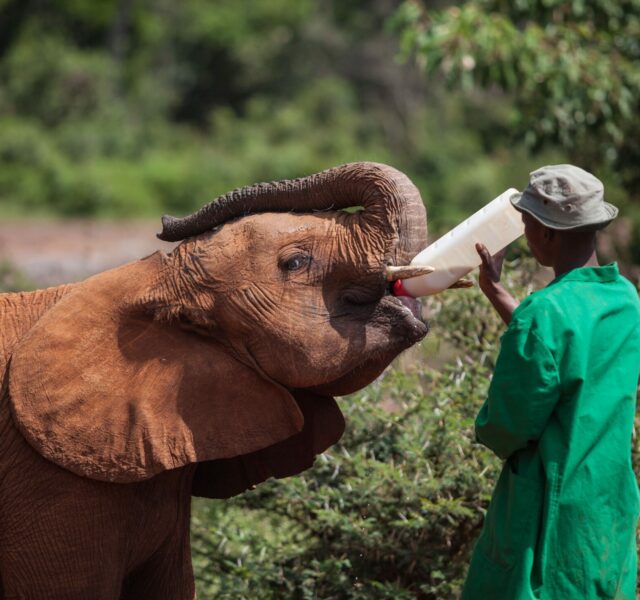 Sheldrick orphelinat elephants