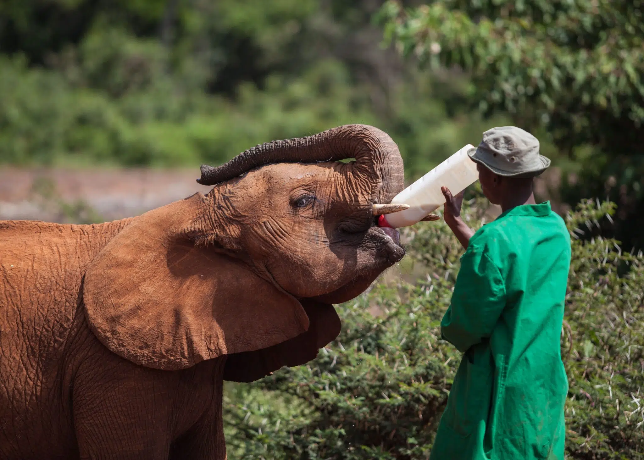 Sheldrick orphelinat elephants