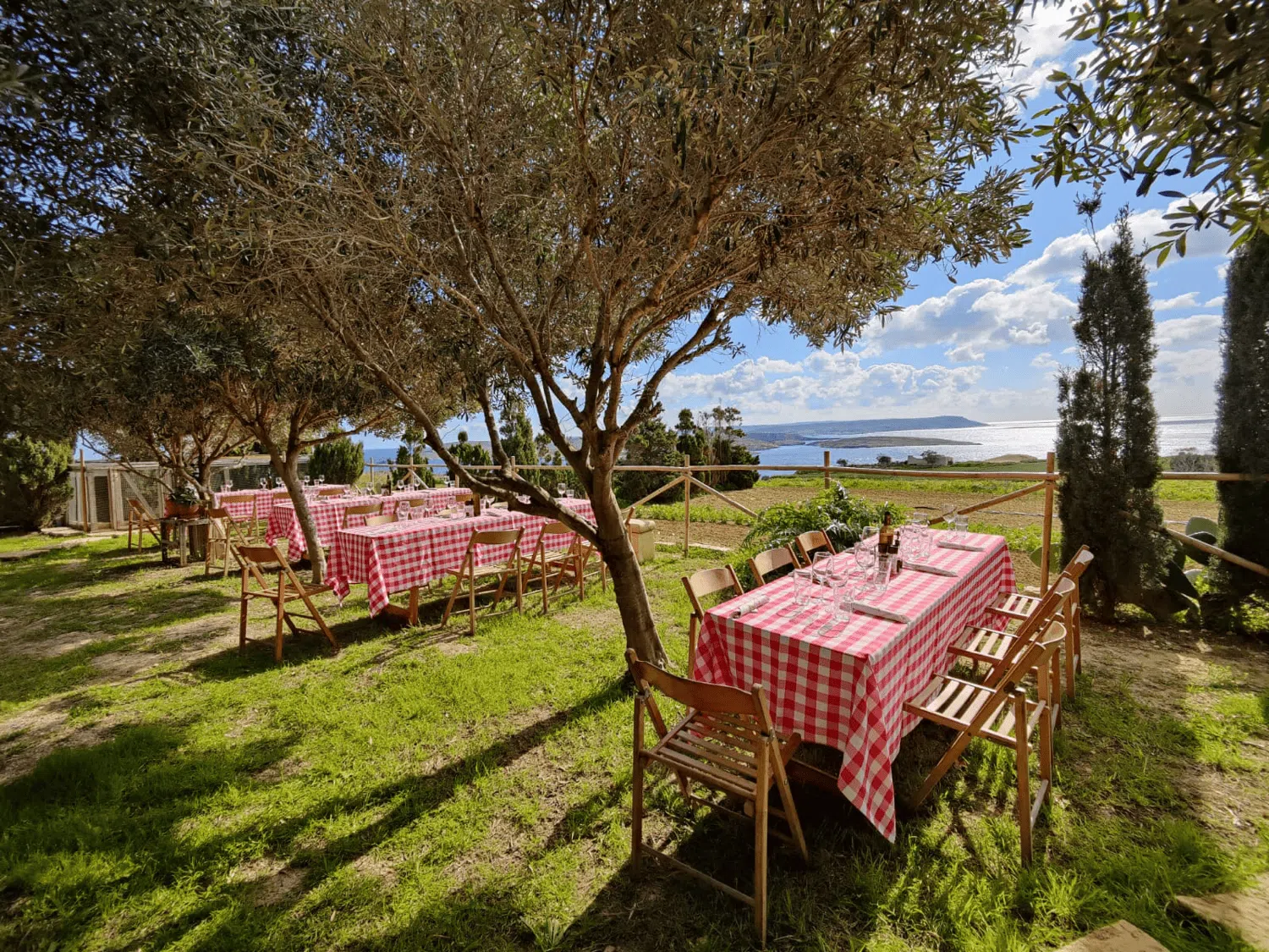 Oliveraie avec vue sur la mer