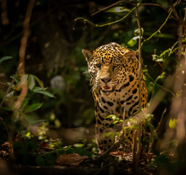 Panthère du Panama avec Panama avec Pantera DMC