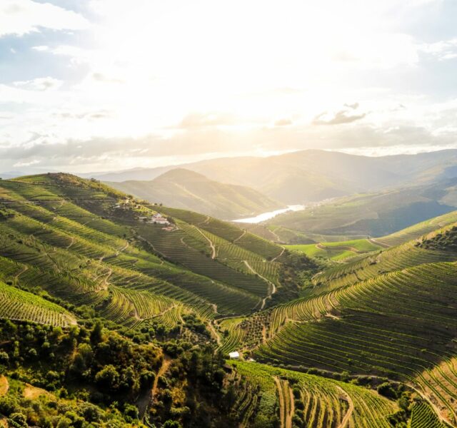 Les pentes du Douro region viticole