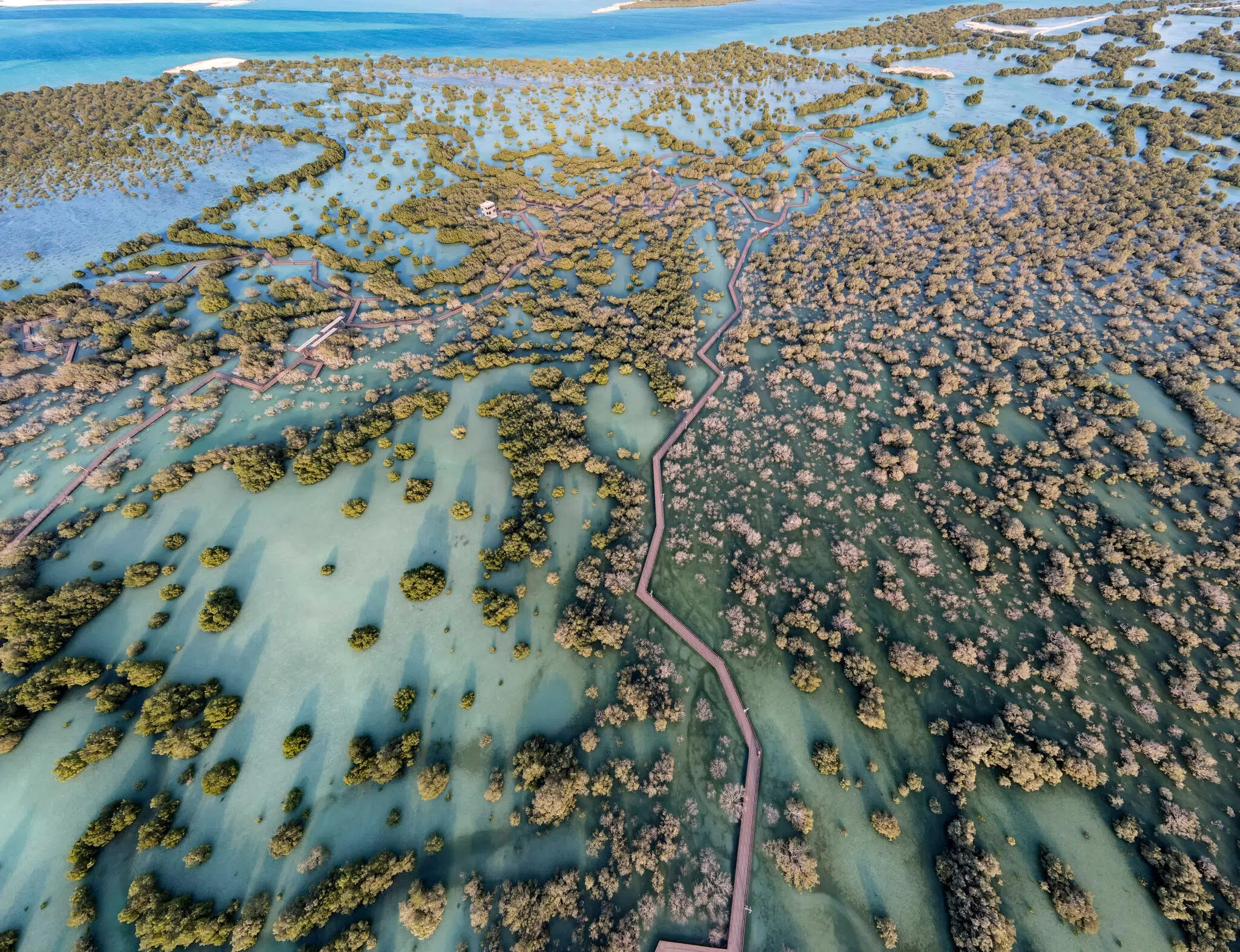 Mangroves aux Emirats