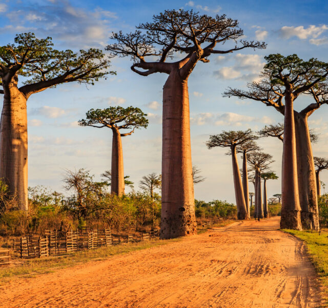 Destination de Madagscar avec le DMC Essence of the World