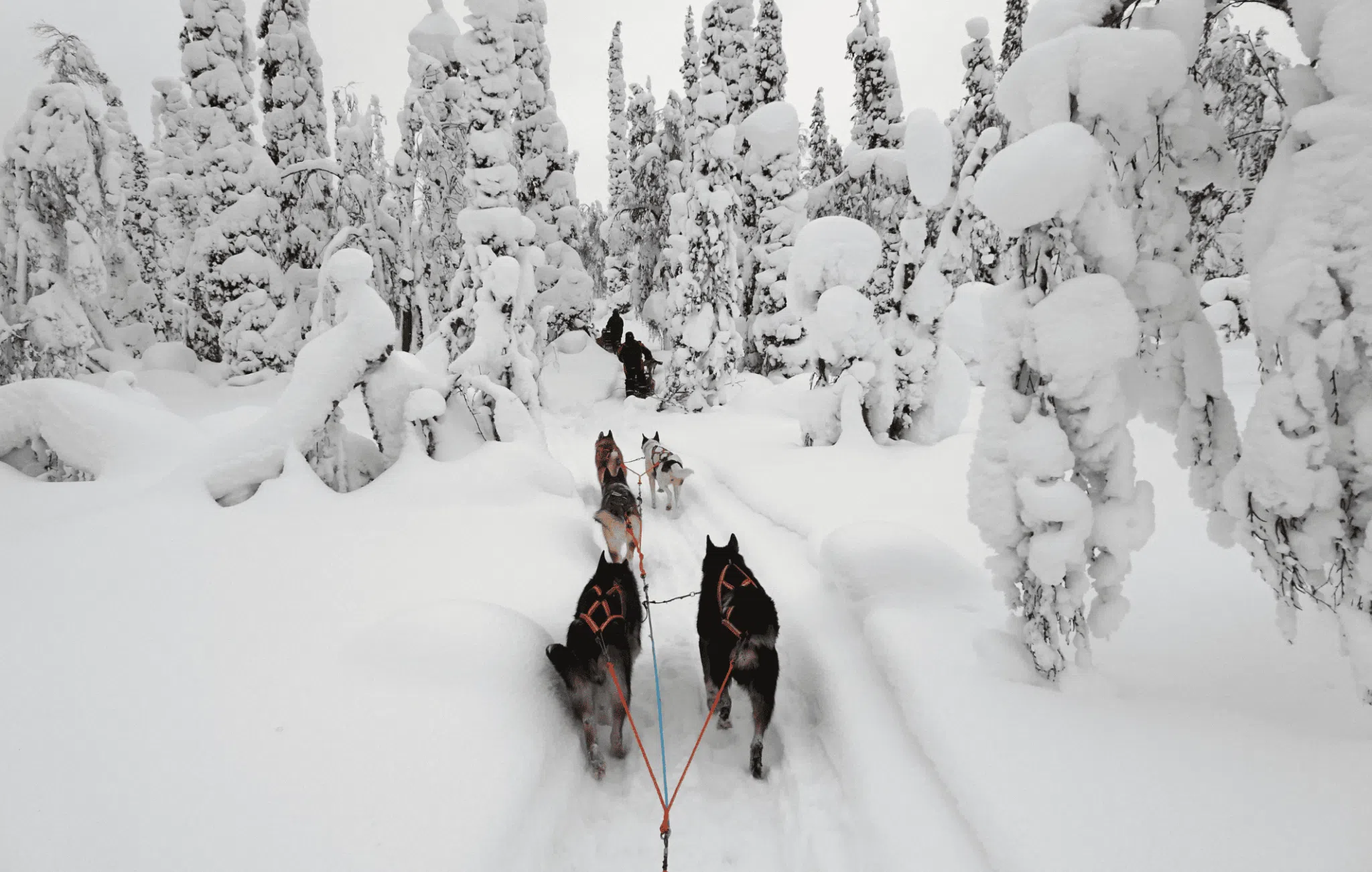 Chiens de traîneaux en Finlande avec Nordic Ways