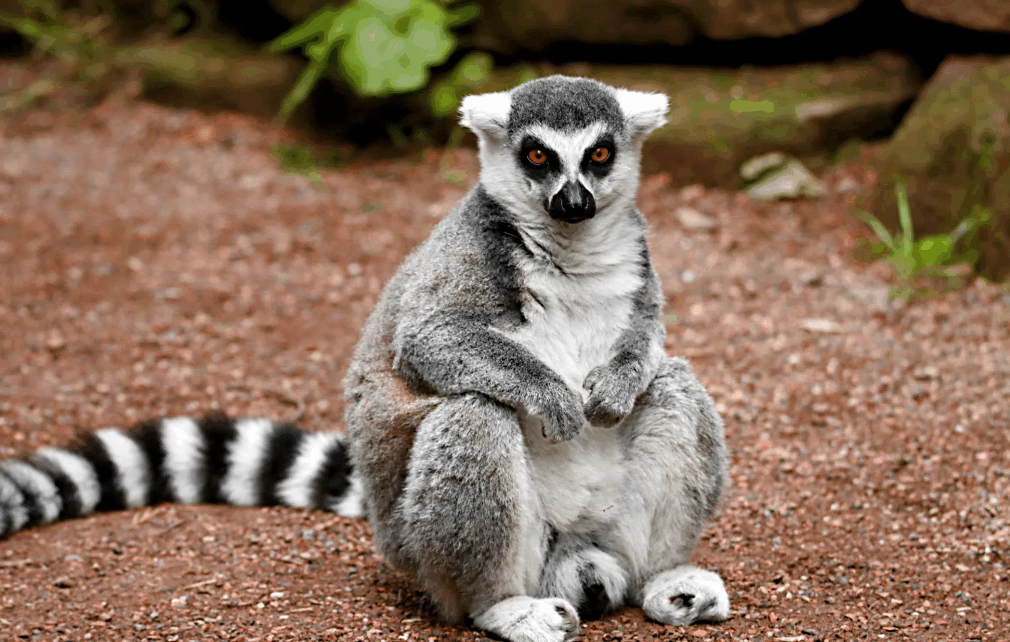 Faune et flore de Madagscar par Essence of Madagascar Dmc