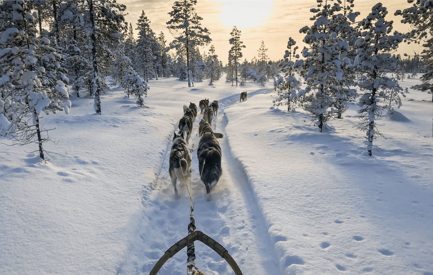 Chiens de traineau neige