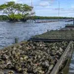Fazenda marinha de criação de ostras da associação de ostreiros de Itapissuma no Canal de Santa Cruz Local: Itapissuma - Pernambuco Data: 03/2025 Código: 02LC785.jpg Autor: Leo Caldas