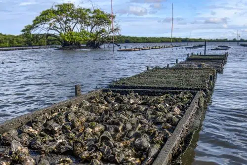 Fazenda marinha de criação de ostras da associação de ostreiros de Itapissuma no Canal de Santa Cruz Local: Itapissuma - Pernambuco Data: 03/2025 Código: 02LC785.jpg Autor: Leo Caldas