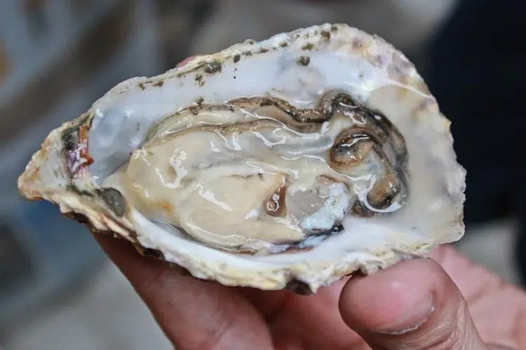 Ostra (3)