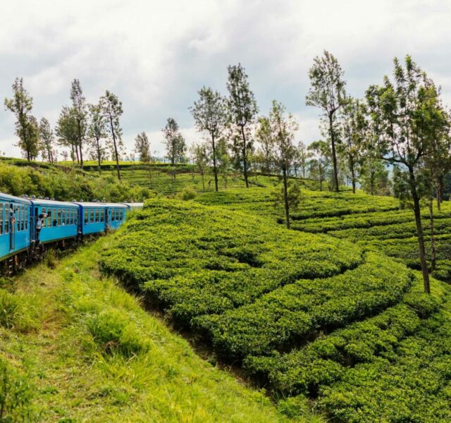 Train vintage région du thé
